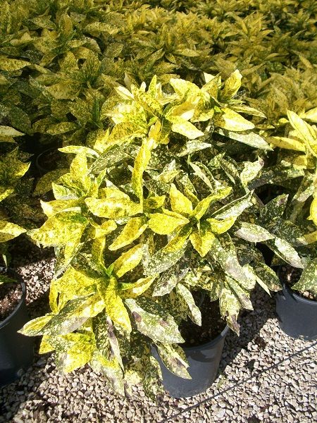 Akuba Lekeli Defne Fidanı Aucuba japonica Crotonifolia, 30-50 cm, Saksıda