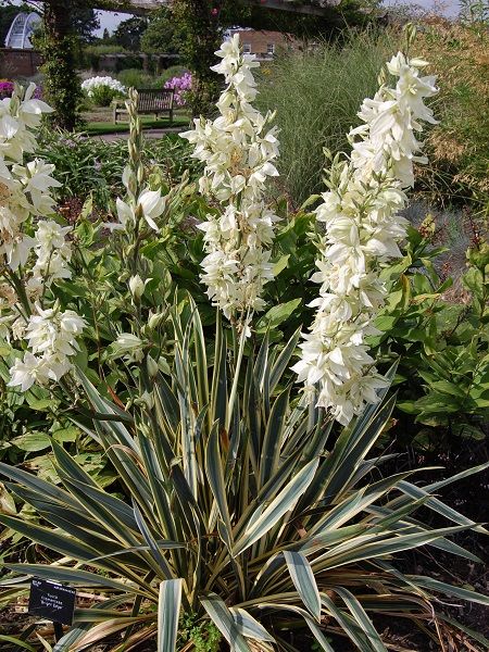 Alacalı Avize Çiçeği Fidanı Yucca filamentosa Bright Edge, Saksıda