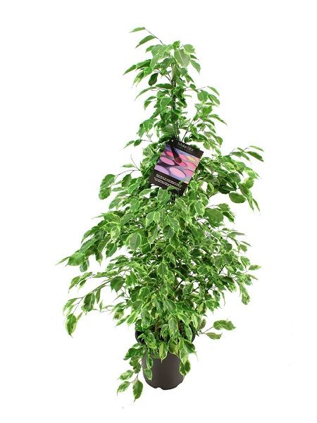 Alacalı Benjamin Çiçeği Ficus benjamina Starlight, 80-100 cm, Saksıda