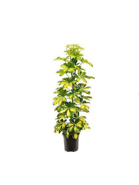 Alacalı Şeflera Schefflera arboricola Gold Capella, 50-70 cm, Saksıda