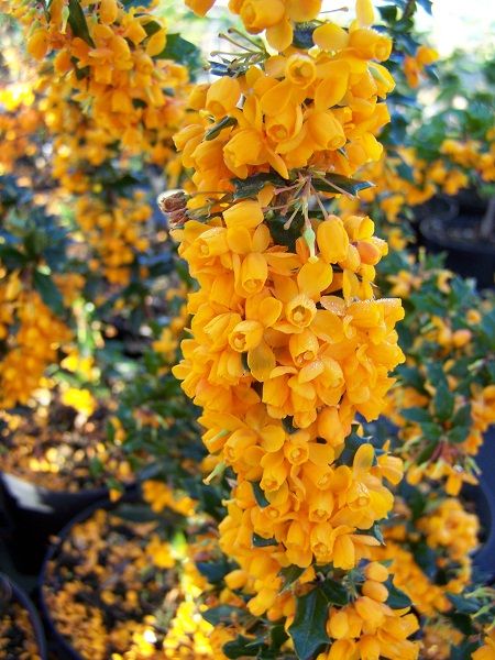 Altın Kızamık Çiçeği Berberis stenophylla, Saksıda