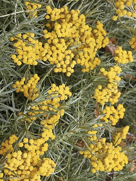 Altınotu Fidanı Helichrysum italicum, Saksıda