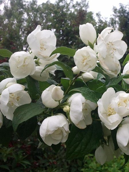 Beyaz Çiçekli Filbahri Fidanı Philadelphus Dame Blanch, Saksıda