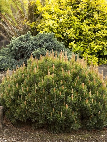 Bodur Dağ Çamı Pinus mugo Pumilio, 20-30 cm, İTHAL, Saksıda