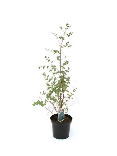 Bodur Okaliptus Eucalyptus cinerea Silver Dollar, +120 cm, Saksıda