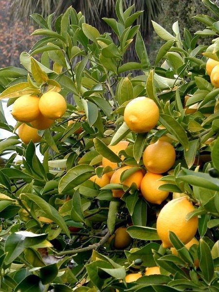Citrus x limon YEDİVEREN Limon Fidanı, +3-4 Yaş, +120 cm, Tüplü