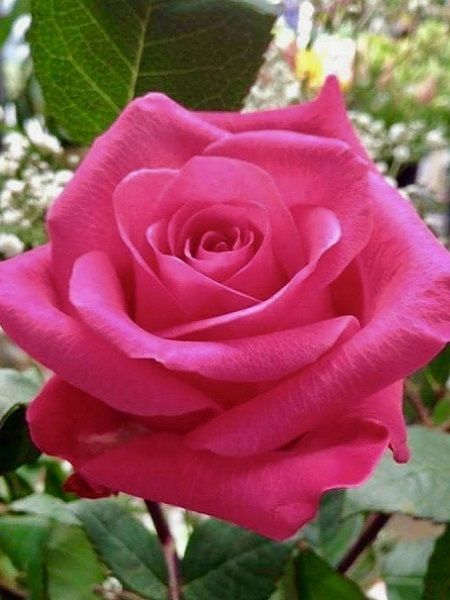 Gül Fidanı PEMBE Rosa laxa Pink, Saksıda