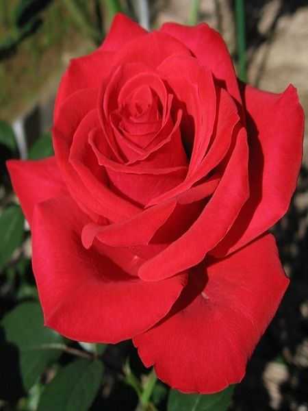 Gül Fidanı Yediveren Kırmızı Gül Rosa laxa, Saksıda