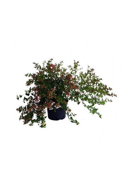 Güzellik Çalısı Fidanı Abelia grandiflora, 30-40 cm, Saksıda