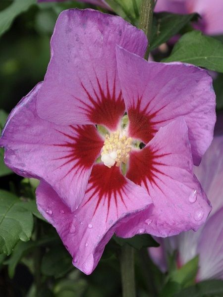 HIBISCUS syriacus RUSSIAN VIOLET® 'Floru' GRP 30/40 6/8 BRANCHES