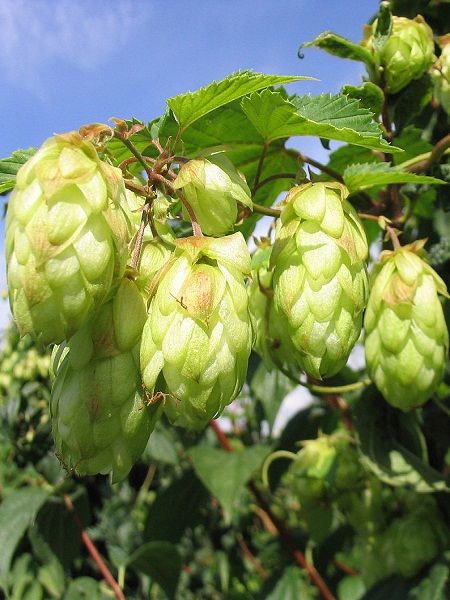Humulus lupulus(central and south Europe West Asia North Amercia)