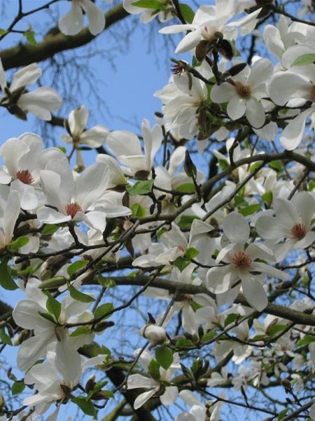 Magnolia kobus(Japan)