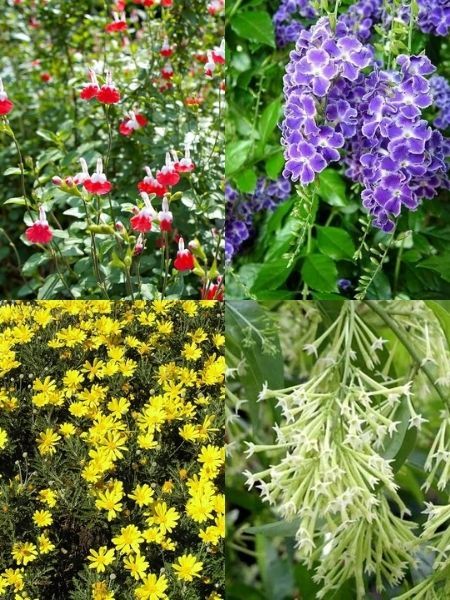 Melisa Parfüm Çiçeği-Süs Adaçayı-Ağaç Menekşesi-Sarı Çalı Papatyası Paket Fidan Kampanyası