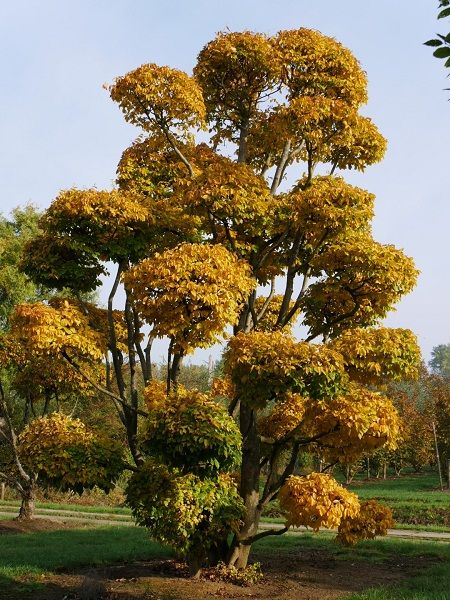 Parrotia persica(northern Persia)