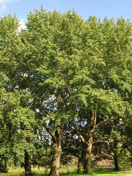 Populus canencens -Grey Poplar (central Europe)