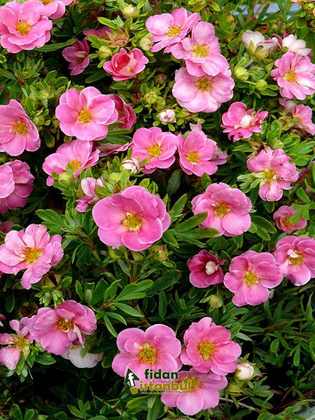 POTENTILLA fruticosa LOVELY PINK® Pink Beauty BRP 20/30 RAMIFIE