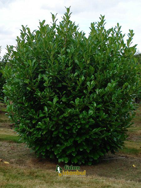 PRUNUS laurocerasus Rotundifolia BRP 20/30 RAMIFIE