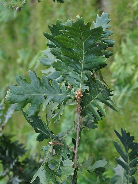 Quercus  frainetto-Hungarian Oak