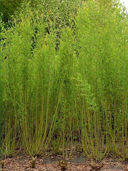 Salix smithiana