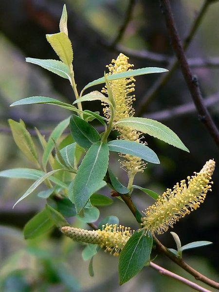 Salix triandra -Almod -leaved Willow(Europe to Japan)
