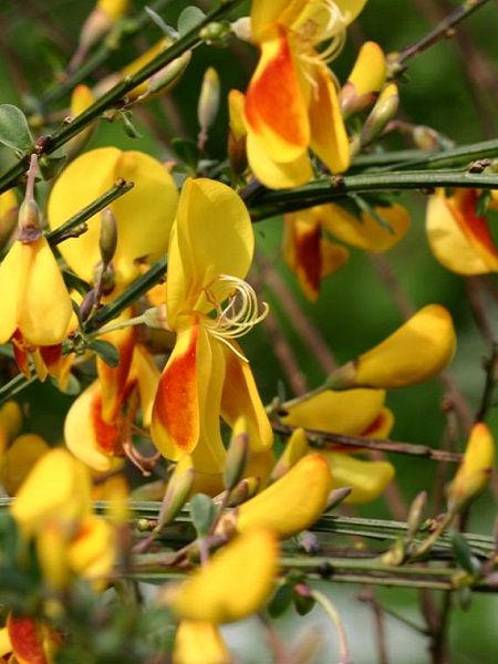 Sarı-Turuncu Çiçekli Katır Tırnağı Cytisus scoparius Dragonfly, İTHAL, Saksıda