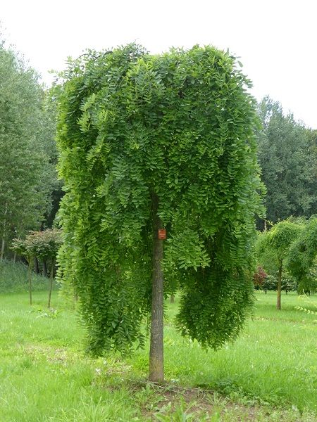Sophora Japonica Pendula, Ters Sofora Ağacı, Saksıda