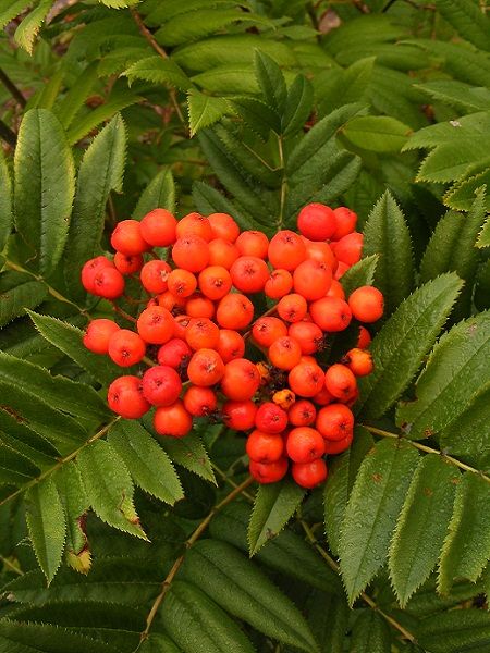 Sorbus decora(north-eastern North America)