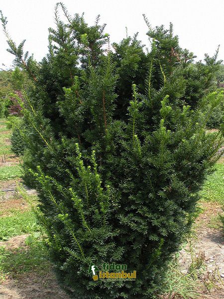 TAXUS baccata SRP 12/20