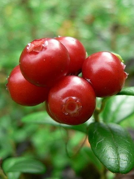 Vaccinium macrocarpon-American Cranberry(eastern North America)