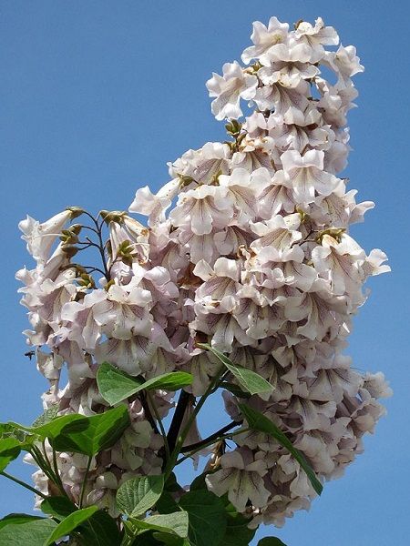 Lila Çiçekli Çin Kavağı (Lila Pavlonya) Paulownia fortunei Elongata, 40-50 cm, Saksıda
