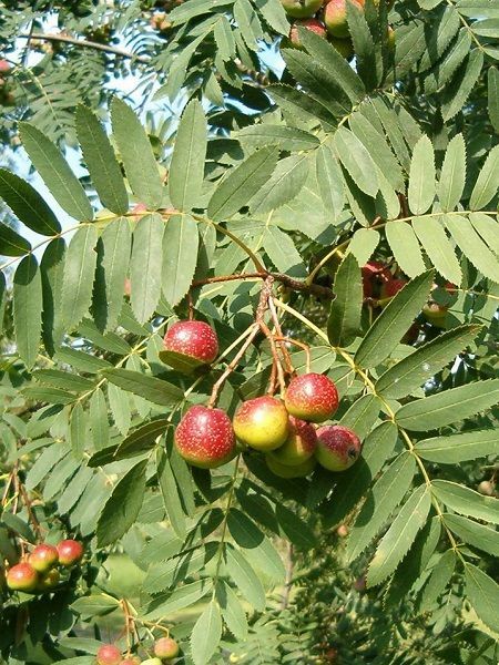 Üvez Fidanı Sorbus domestica L., +120 cm, +5 Yaş, Saksıda