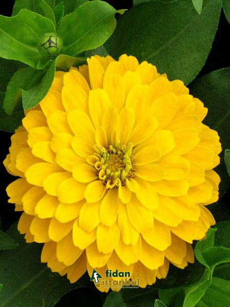 sarı renkli çiçekler