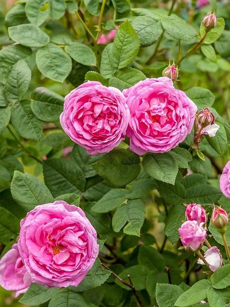 Isparta Gülü Fidanı Aşılı Rosa × damascena, Saksıda