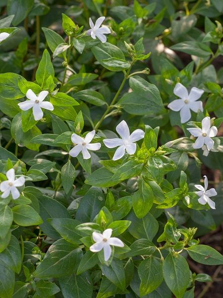 Beyaz Çiçekli Küçük Cezayir Menekşesi Çiçeği Vinca minor Alba, Saksıda