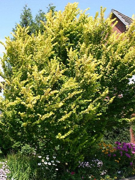 Ulmus carpinifolia"Wredei"