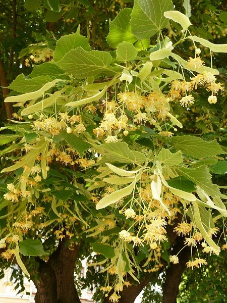 Tilia platyphyllos-Broad-leaved Lime(central Europe)
