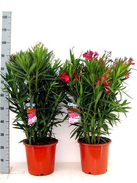 Zakkum Fidanı Bodur Nerium oleander Nana, 20-40 cm, Saksıda