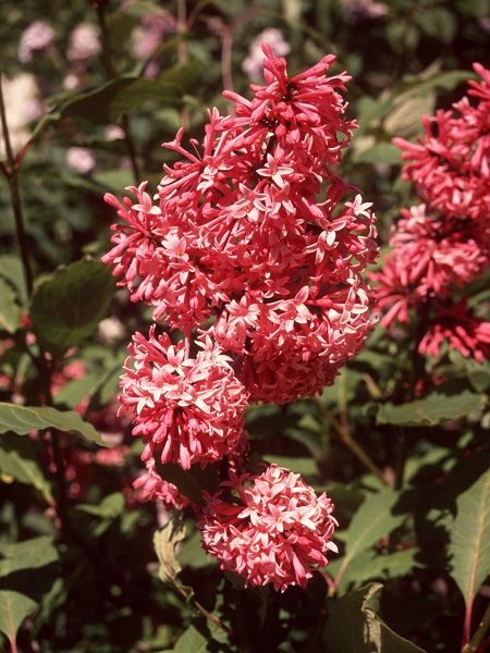 Leylak Fidanı Koyu Pembe Çiçekli Syringa x prestoniae James MacFarlane, 40-60 cm, Saksıda