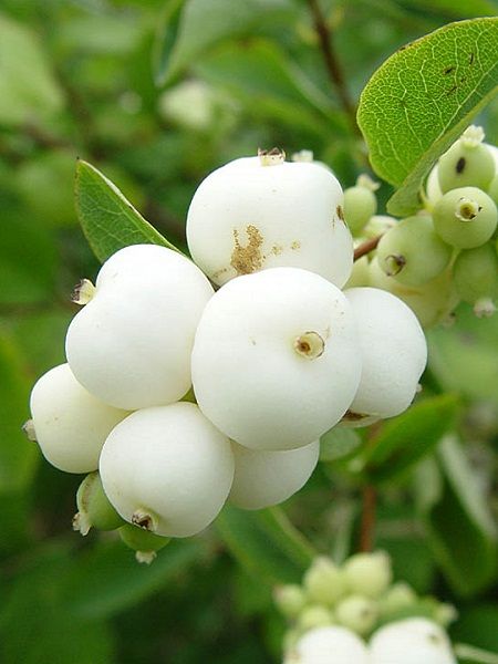 Symphoricarpos albus laevigatus "White Hedge"