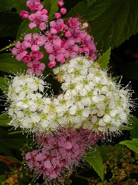 Spiraea japonica"Shirobana"