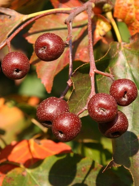 Sorbus torminalis-Checker Tree Wildservice tree central to southern Europe western Asia)