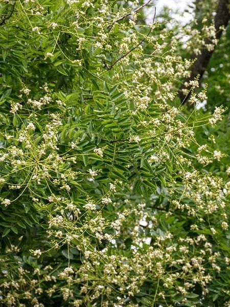 Sofora Ağacı Sophora japonica Regent, Saksıda