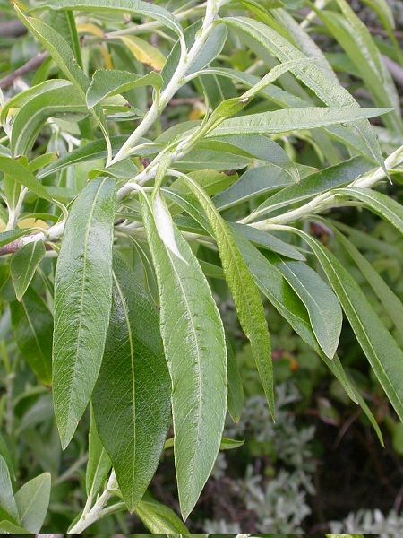 Salix viminalis-Common Osier(central Europe)