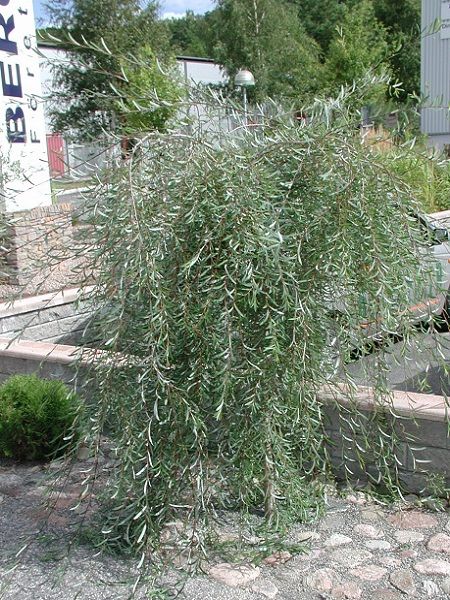 Salix purpurea"Pendula"