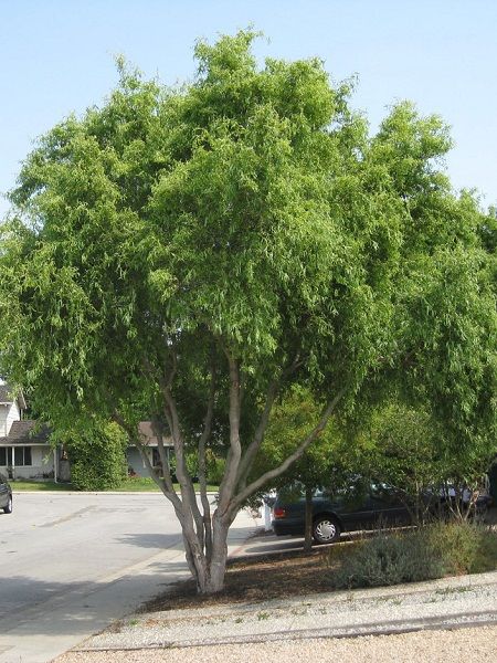 Salix matsudana "Tortuosa"