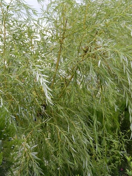 Salix daphnoides"Praecox"