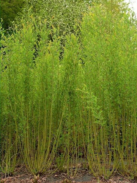 Salix cinerea-Grey sallow(central Europe)