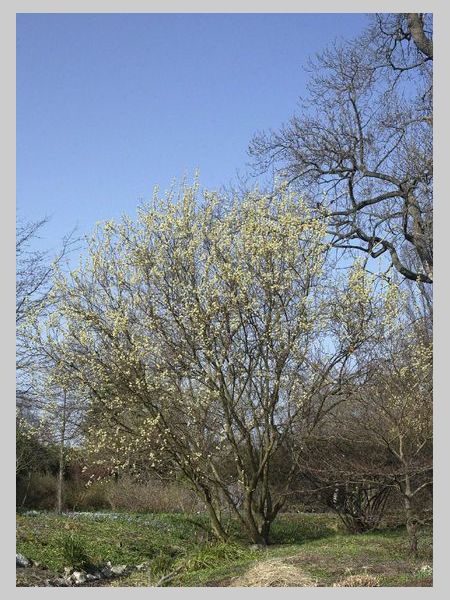 Salix caprea"Silberglanz"