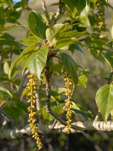 Salix balsamifera mas(=S.pyrifolia"mas")(North America)