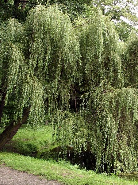 Salix alba"Tristis Resistenta"
